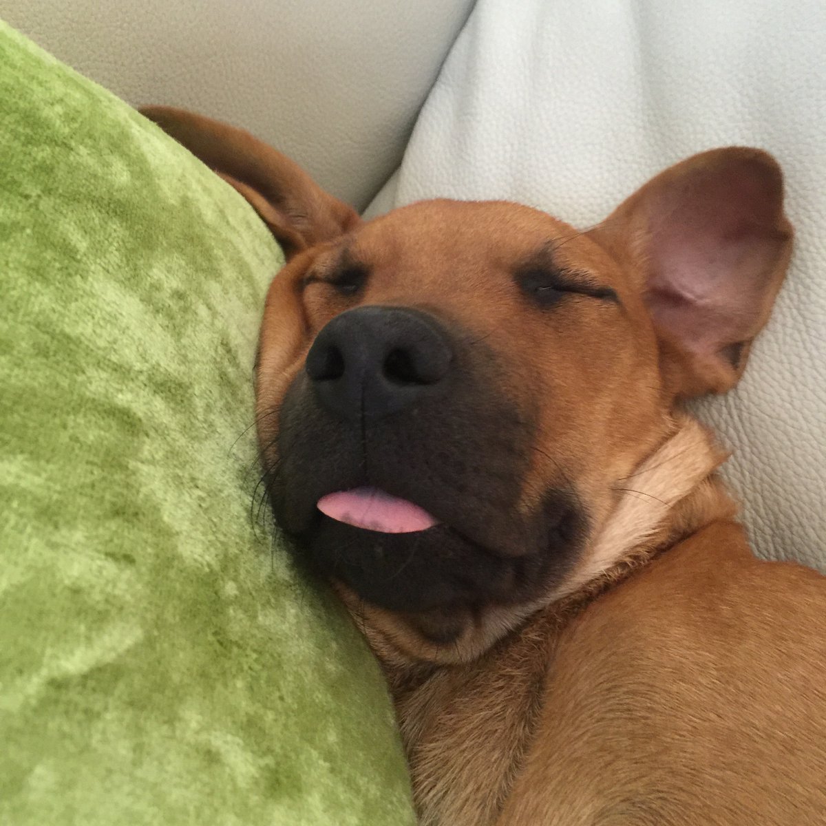 RickZich's tweet photo. @dog_rates @Trupanion My pit mix loves his pillow and is glad you cant have it. https://t.co/jR1B4dqvQ7
