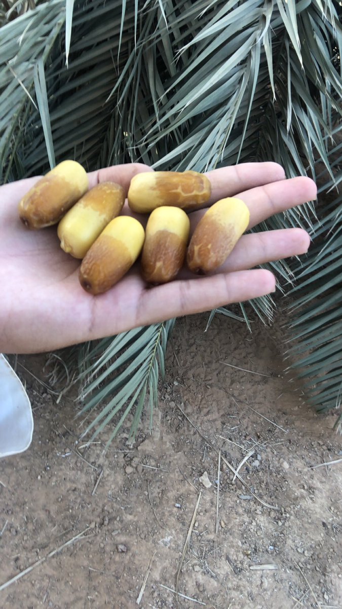 wlvvI's tweet photo. @SaudiNews50 للبيع تمور من مزرعتنا الخاصة جميع انواع التمور 

للحجز 0562323527 او عن طريق الواتساب على نفس الرقم 
 #خميس_مشيط
#النيابة_العامة
 #وذ_نكهه_تحب_الاستعراض
 #هزه_ارضيه
 #حساب_المواطن
 #محمد_بن_سلمان https://t.co/xIkObyAzgw