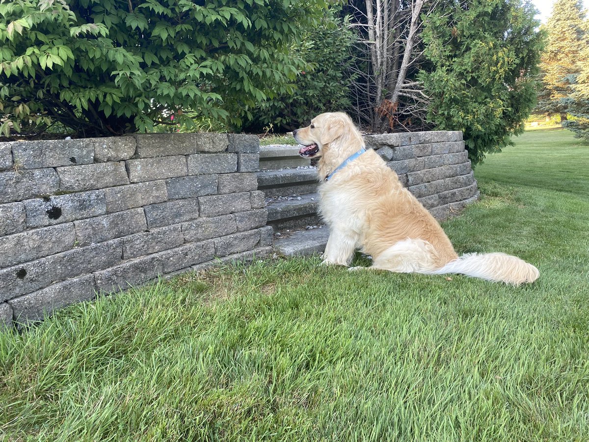 Now back to our regularly scheduled program…
#dogsoftwitter
