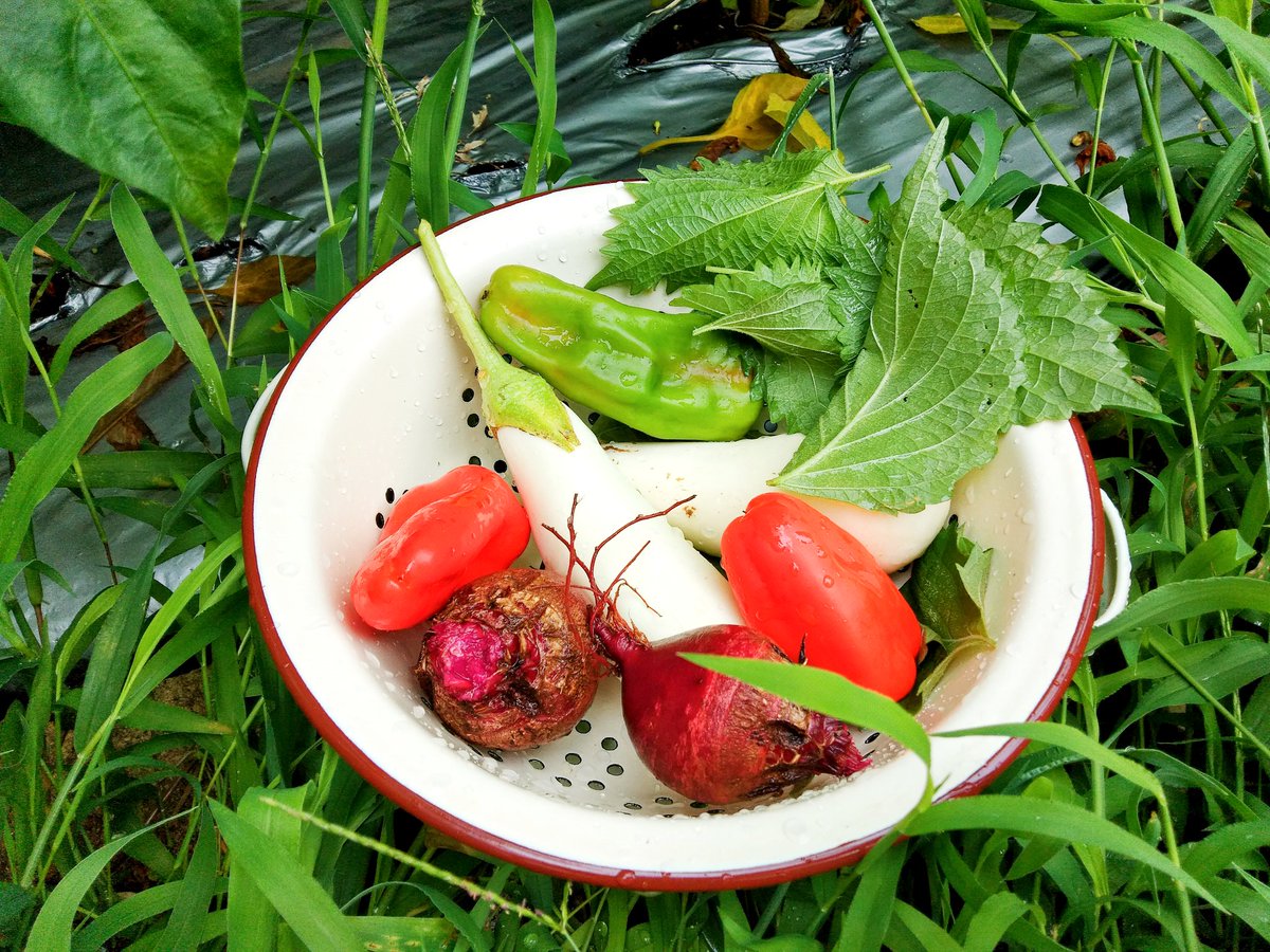 今日は 0831(お野菜)で
#野菜の日 だそうです🍆🍅🥦
今年はぼちぼちと土のキャンバスに野菜を描けるようになってきた…
ような気がする✨
来年はもっと色々出来るようになってるといいなぁ〜 適当に頑張るぞぉ〜