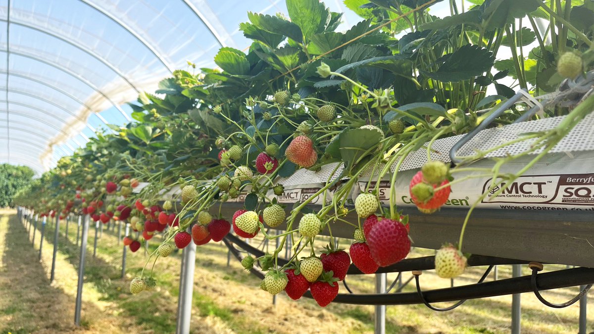 coco_peat's tweet image. Here at Cocogreen, we have unmatched expertise in providing product customisation to suit all climates, systems and varieties.

Our growbags help provide better utilisation of land for increased yield, with more fruit per M2.

#strawberries #coir #softfruitgrowers #technology