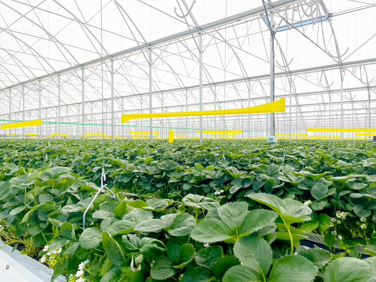 coco_peat's tweet image. Here at Cocogreen, we have unmatched expertise in providing product customisation to suit all climates, systems and varieties.

Our growbags help provide better utilisation of land for increased yield, with more fruit per M2.

#strawberries #coir #softfruitgrowers #technology