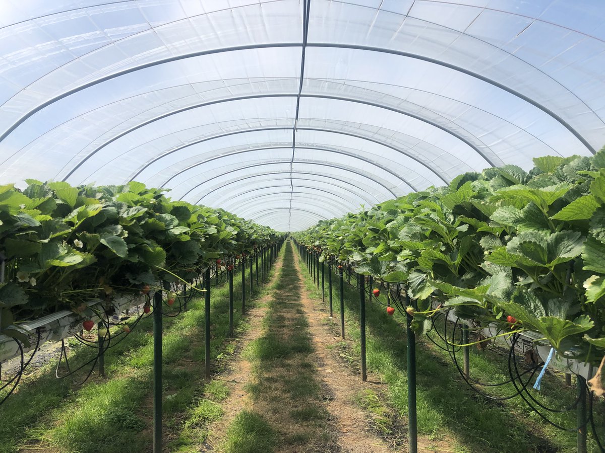 Here at Cocogreen, we have unmatched expertise in providing product customisation to suit all climates, systems and varieties.

Our growbags help provide better utilisation of land for increased yield, with more fruit per M2.

#strawberries #coir #softfruitgrowers #technology