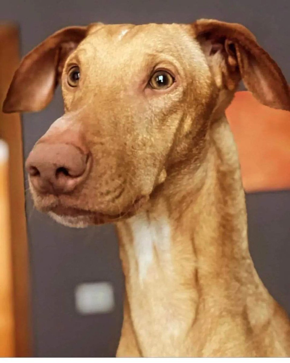 Banaderos_2020's tweet photo. Hola buenas necesito vuestra ayuda porfavor ayer se me perdió mi perro en Visvique Arucas , la última vez que fue visto fue ayer en Los Castillos por la tarde porfavor ayúdenme 🙏🏼🙏🏼🙏🏼
Se llama William.
Es muy bueno y cariñoso.
Si lo ven Avísenme 🙏
📱604303590 
Gracias ❤️ https://t.co/biQOz0VUtJ