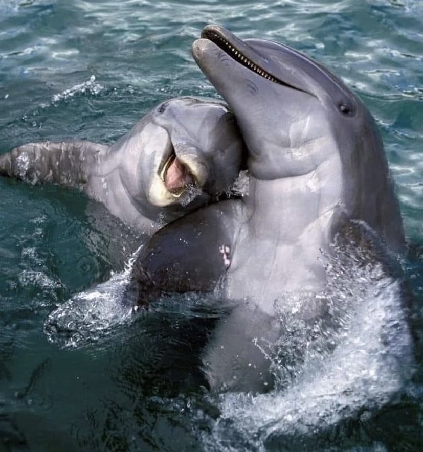 Angel5642620235's tweet photo. So beautiful ! 💦🐬💦 https://t.co/crzQgBk2M0