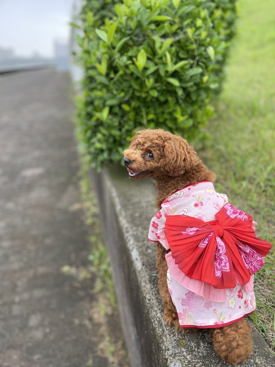 『桃色に くまちゃんの
浴衣がこの世で一番
似合うのはたぶん君だと思う
よく出逢えた 泣きそうだ』

〜backnumber
わたがしより〜替え歌

明日から9月🐾ᵕ̈
うにの生まれ月🐾ᵕ̈