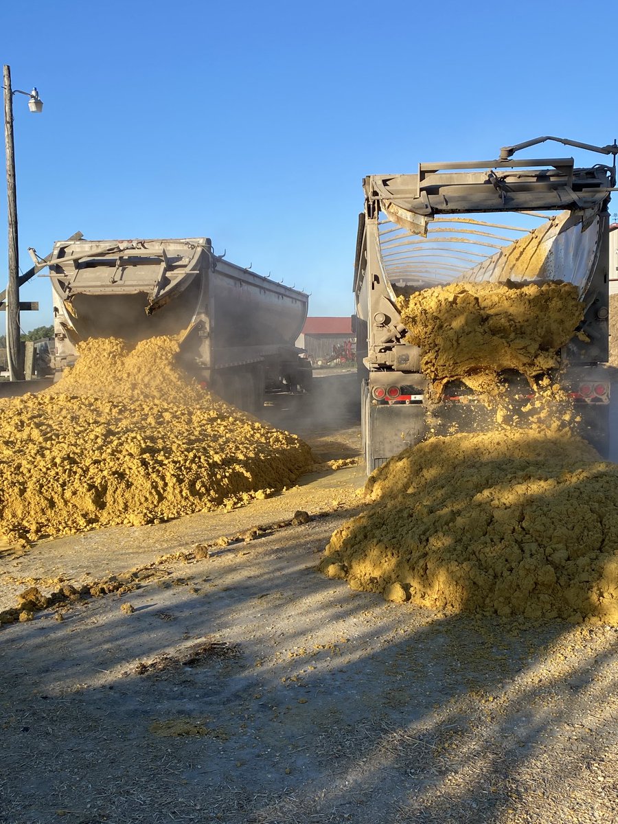 KenHofer13's tweet photo. Gonna owe the ethanol plant a little more money after today #SouthDakotaGold #HappyCattle https://t.co/TOW19RiZXM