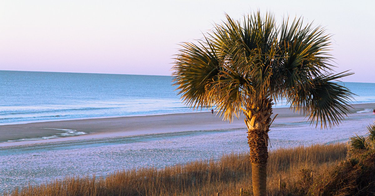 ChasAllergy's tweet photo. No matter the (allergy) season, there’s nowhere else we’d rather be! Happy National South Carolina Day to our beloved Palmetto State! 💙 🌴 #NationalSouthCarolinaDay #NationalSCDay #SouthCarolinaDay #SCDay #SouthCarolina https://t.co/oByNrCLi3M