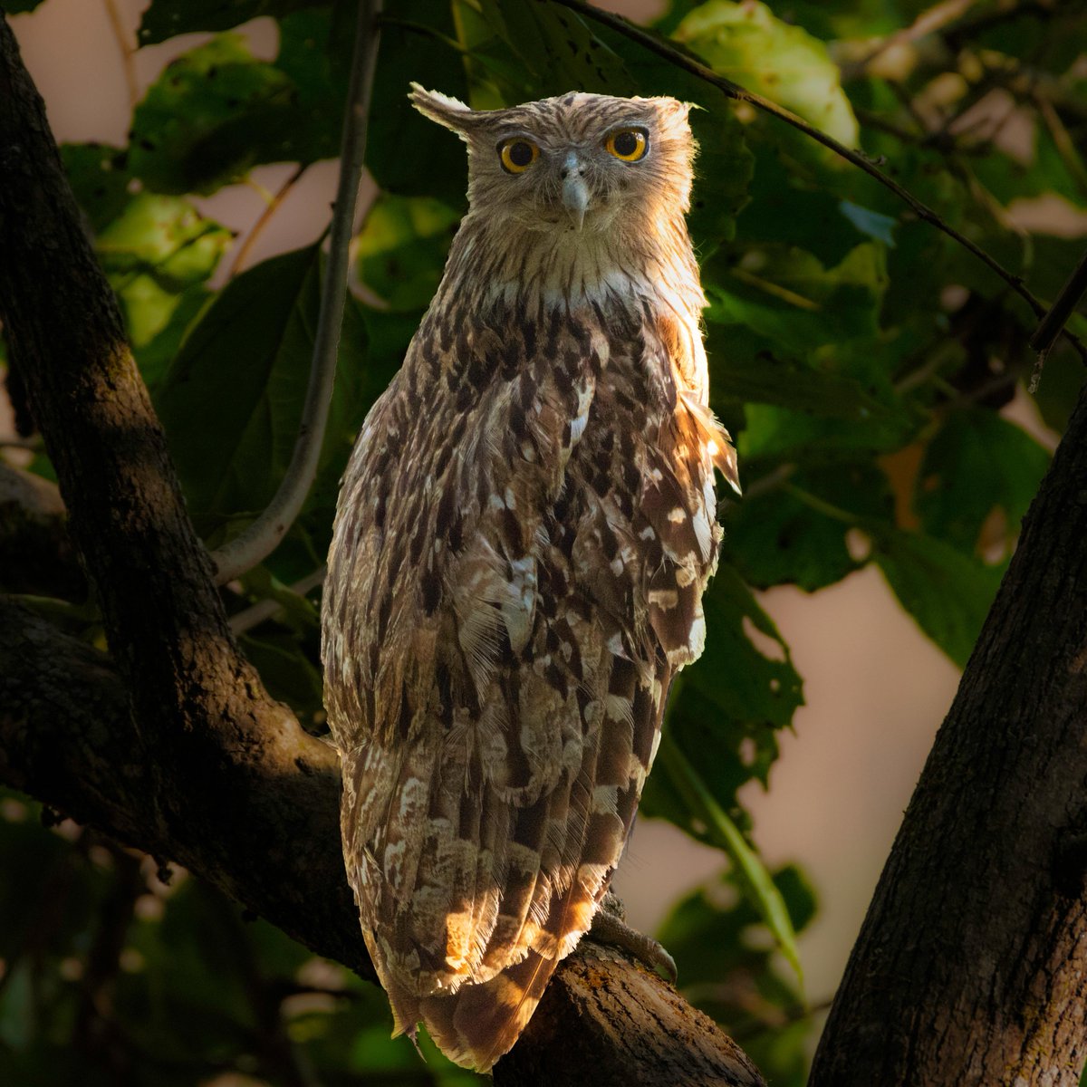 NatGeoIndia's tweet photo. When you've stayed up all night and realise tomorrow is a working day!
Pictured here is a majestic Brown Fish Owl. 🦉
#Repostfrom @PrantikChatte10
#natgeoindia https://t.co/3h2c5jLr8U