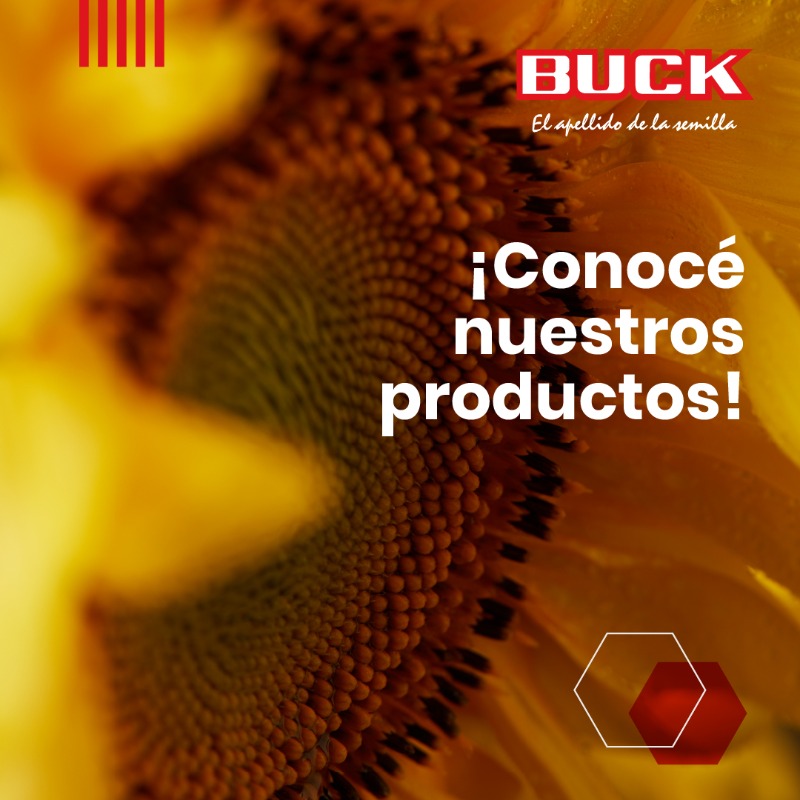 BuckSemillas's tweet photo. ¿Conoces nuestros productos de #Girasol?🌻

Te ofrecemos 30 años de experiencia creando semillas de altísimo potencial de rendimiento, con tecnología #Clearsol y excelente llenado y cuajado. 

¡Contactanos! 📲#ProgramaDeMejoramientoPropio #GenéticaPropia #GenéticaDePunta