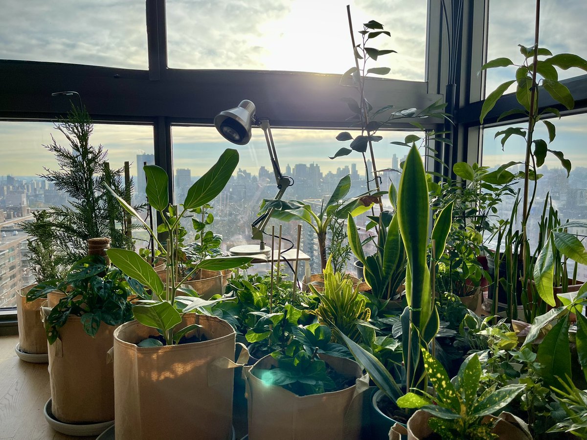 joelryanlee's tweet photo. On Columbus Avenue, by Central Park 
Up high - what a view - I made my ark  

Became a hermit, there was no vaccine
Lost joy's permit, I am no machine 

Desperate for sanity, I began my garden 
Was it vanity? My soul, don't you harden

(1/2) #poem #poetry #plants https://t.co/IQZ05JvNuQ