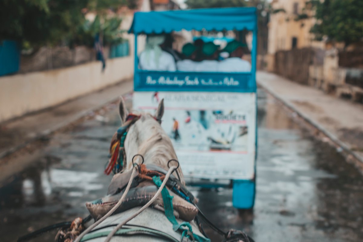 AfricaTourismS1's tweet photo. Saint-Louis reste une ville touristique, de culture et d'histoire. Après une fine pluie, nous avons adoré faire un tour en calèche.
Et vous, avez-vous déjà fait un tour en calèche ?
#africatourismsolutions #saintlouis #ndar #ndarguedj #excursion #fleuvesenegal #caleche https://t.co/VRpfCFTiLL