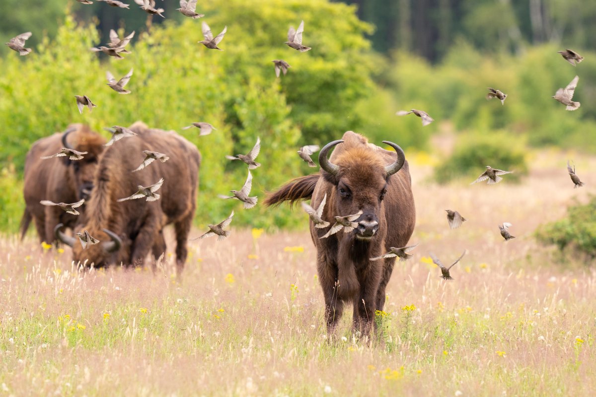 I bet it is the same with European bison, in Europe!
Bring them in, let them out, in every European country. The grazing fire brigade, preventing fires, as they graze @RewildingEurope @naturvardsverk @naturskyddsf @WWFSverige https://t.co/WLKQJ2qPM7 https://t.co/vMTLQQrsPa