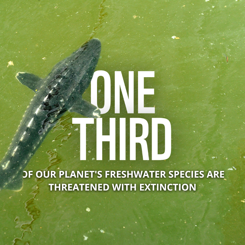 WWF's tweet photo. Freshwater is essential for all life on 🌏. But it’s under extreme threat.

📣 We must transform the way we value water and manage our freshwater resources – for people and nature everywhere.

RT if you agree!
