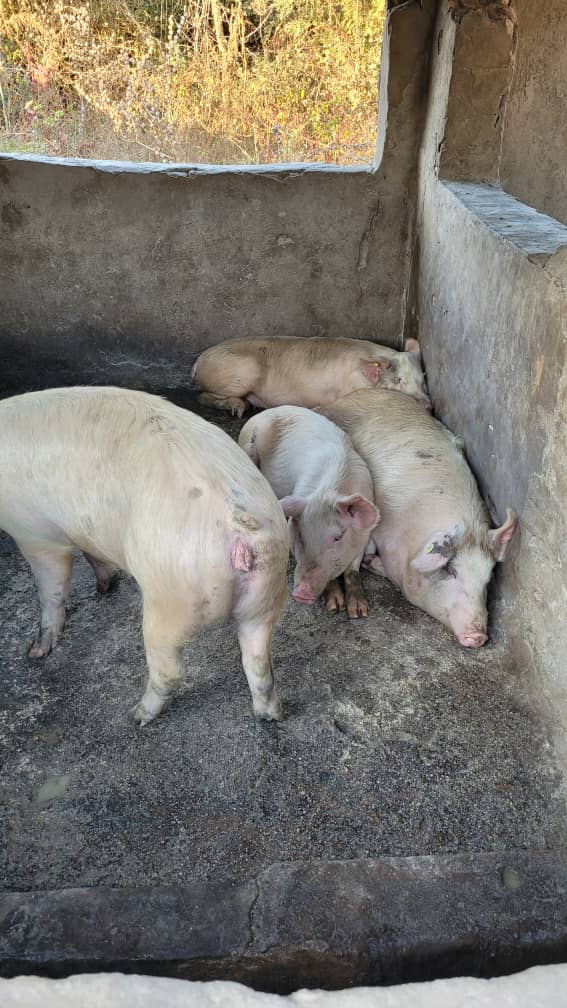 SirJuliusT's tweet photo. How to start a piggery project?? I've been asked this question 1000 times. I am going to share my journey with you. I am going to make threads on pig structures, breeds, feeds &amp; market. I hope it will share some on light on what to expect. https://t.co/8HUYzZlNSj