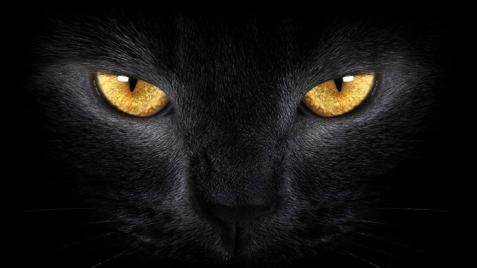 bramblesofhull's tweet photo. 10% off! Use #discount #code AUTUMNHALLOWS to save at my eBay Shop. Exclusions apply: https://t.co/2u2ts1c3CN Good until 31 Oct 2022. https://t.co/3u9PoPBSgG via @eBay_UK https://t.co/x7vuA5Ou01