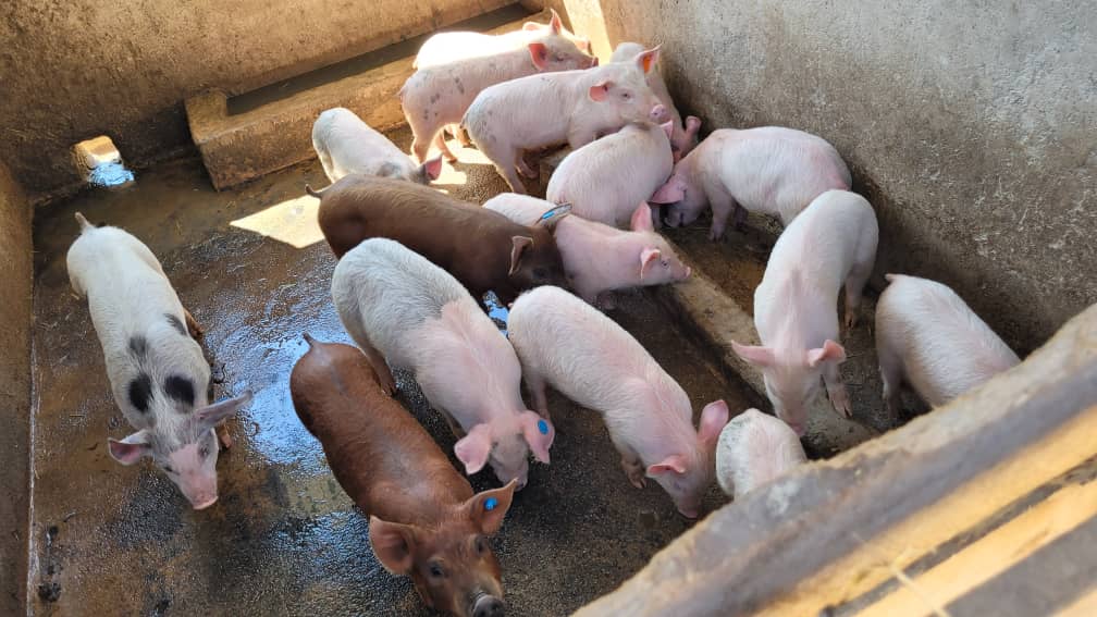 SirJuliusT's tweet photo. How to start a piggery project?? I've been asked this question 1000 times. I am going to share my journey with you. I am going to make threads on pig structures, breeds, feeds &amp; market. I hope it will share some on light on what to expect. https://t.co/8HUYzZlNSj