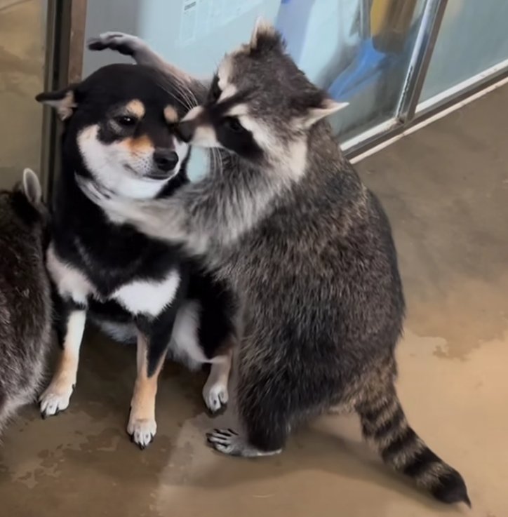 Doge_Collection's tweet photo. @hasanthehun The Candyman got him and you're next Hasan https://t.co/otJ9p4oNOL