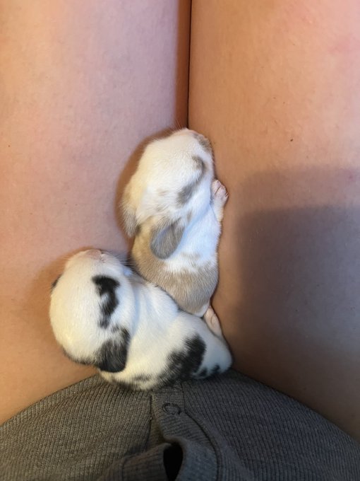 Home grown baby bunnies! Working on bonding and socializing them. https://t.co/zH309SYdl0<a href="/tag/mvsales"class="tags"><span>#mvsales</span></a>