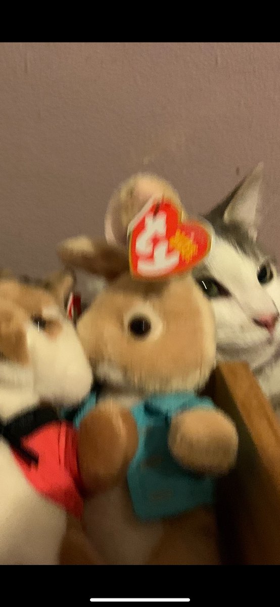 GizmoWithHeart's tweet photo. I 💗 Ty Beanie Babies so much I became one! ,#Gizmo #CatsofTwittter #CatsOnTwitter  #CatsLover https://t.co/z9tLHRvq6d
