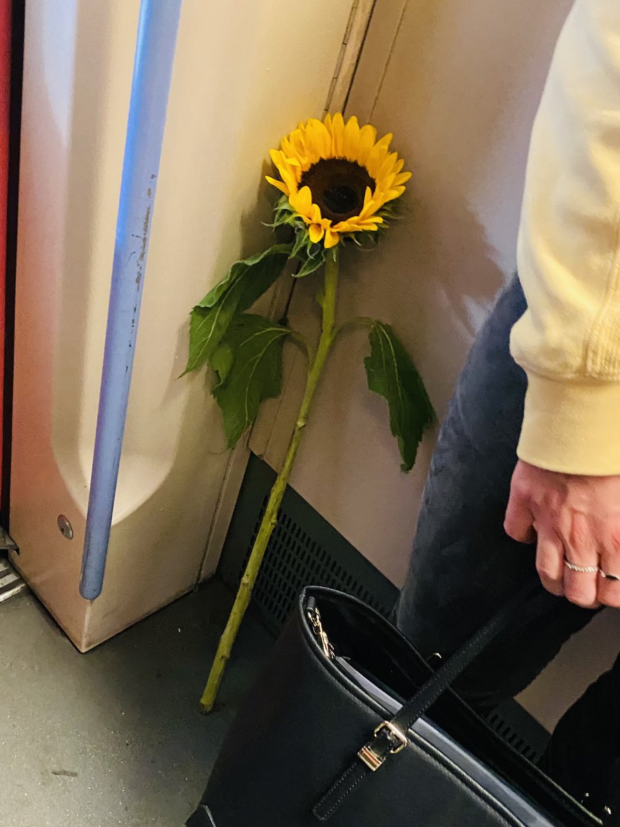 am23am23's tweet photo. Kleine 🌻 auf der Suche nach einem neuen zu Hause - bei mir genau richtig @SBahnBerlin @BVG_Kampagne https://t.co/iLrx94C7O0