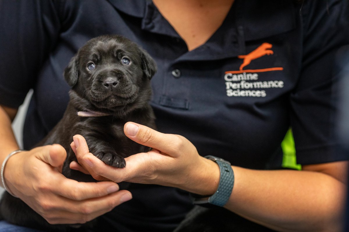 lu_la's tweet photo. We're hiring! @AuburnVetMed is seeking candidates for Research Assistant/Associate positions to assist with projects related to detection canine science. Bachelors or Masters in biology, psychology, animal science, neuroscience, or related fields required. https://t.co/jptbPLkJ8Y https://t.co/zsFaxYMofs
