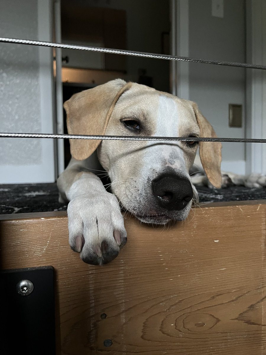 BurbankRob's tweet photo. Here’s the SPOD for Wednesday, 8/31. Enjoy! #dogsoftwitter https://t.co/ZAmR2uC7gt