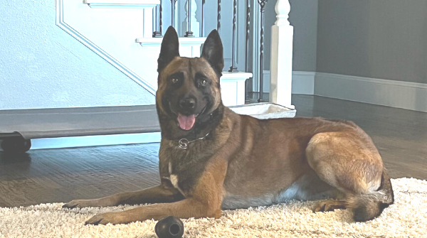 EquineInfoEx's tweet photo. Even when lounging enjoying the cool indoors, K9 Barry is still on high alert to keep his family safe. Such a good boy! https://t.co/ElzqdNMMw5
#guarddog #traineddogs #k9 #scottsk9 #dog #malinois #malinoislovers #protectiondog https://t.co/51GO8MNrub
