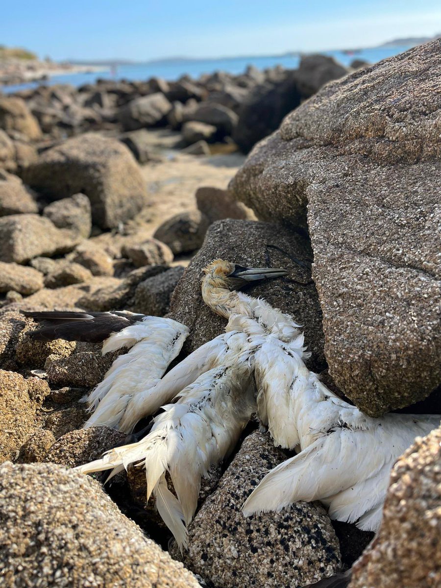 SteveBackshall's tweet photo. Since mid-summer birds have been washing ashore dead, indicating possible bird flu. The public can help @scillywildlife by reporting dead birds on the @DefraGovUK hotline 03459 335577 and calling the Council Please stay away from birds; keep dogs away from carcasses https://t.co/UhwiE9B7wU