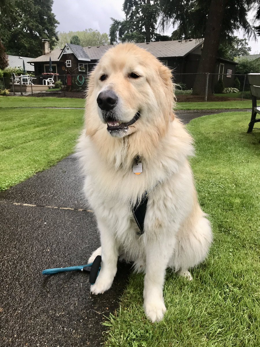 MikeKATU's tweet photo. OH MANβ¦ i just realized I forgot my donut and left it on the counter. This dog is in the room, wifey sleeping. This happens too often π. You think thereβll be a donut there when I get home? #LiveOnK2 #wednesdaythought #dogsoftwitter #donutproblems https://t.co/XqTrrPr7pI