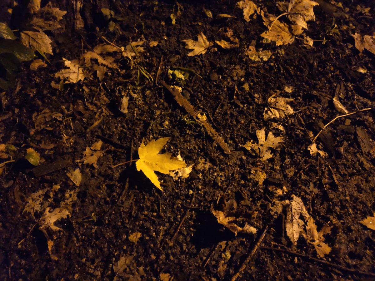 peackerstudio's tweet photo. Autumn carries more gold in its pocket than all other seasons

#peacker #PeackerStudio #PeackerMedia #Autumn #gold #leaf #season #PhotoOfTheDay #Photos #photoshoot #nature #image #world #photography #peace https://t.co/wubkysarlJ