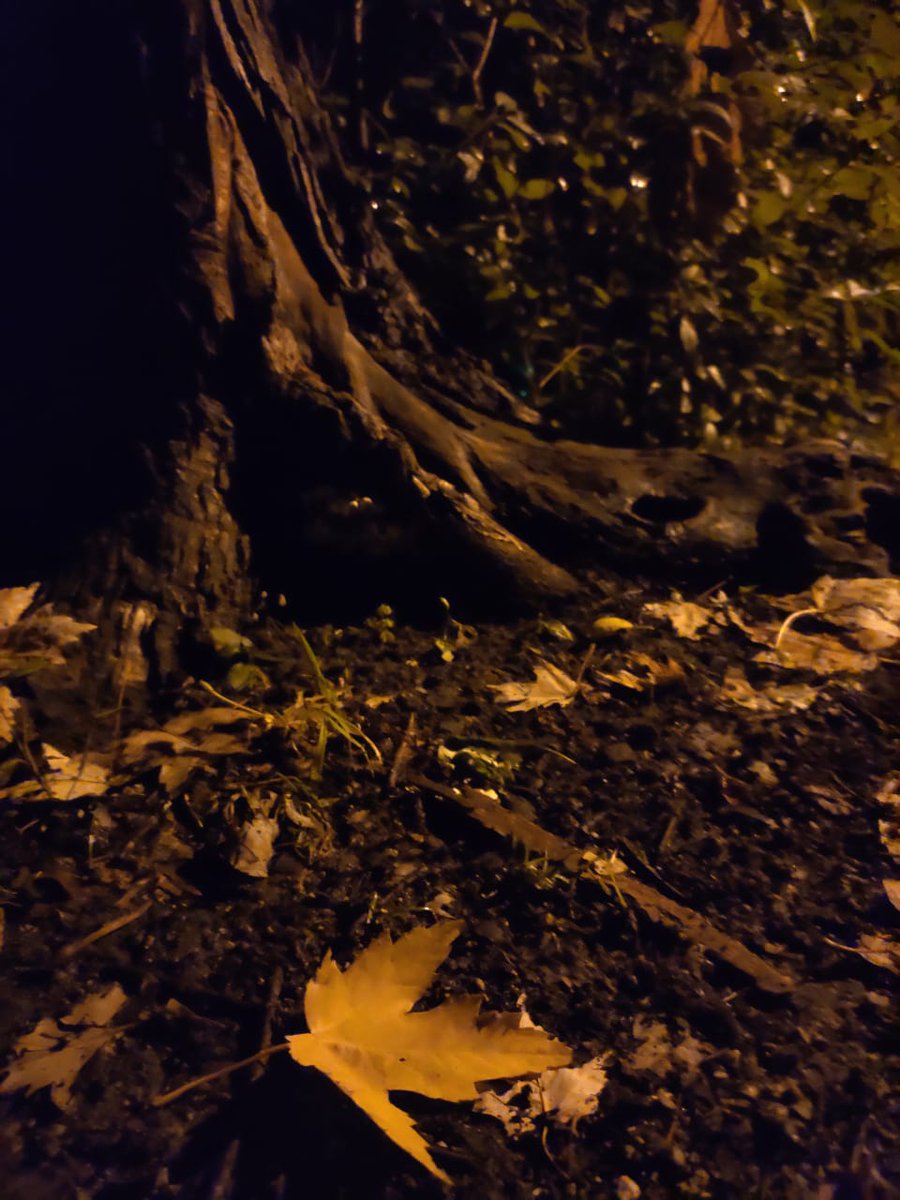 peackerstudio's tweet photo. Autumn carries more gold in its pocket than all other seasons

#peacker #PeackerStudio #PeackerMedia #Autumn #gold #leaf #season #PhotoOfTheDay #Photos #photoshoot #nature #image #world #photography #peace https://t.co/wubkysarlJ