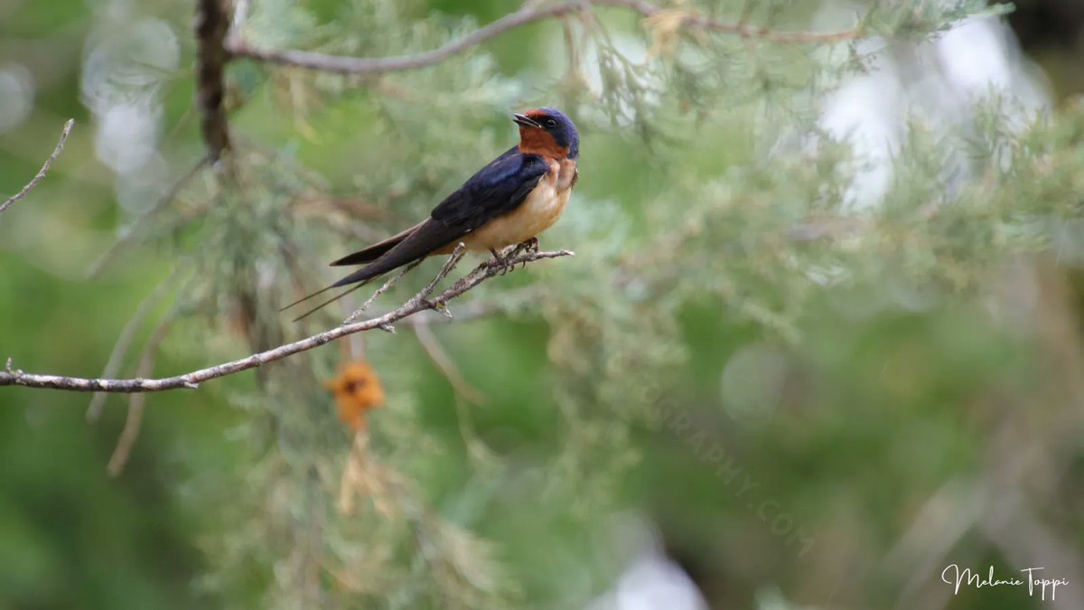 nature_buff's tweet photo. This Barn Swallow is taking a rest between feeding its hungry hatchlings!

#getoutside #adventure #lowkeyadventure #naturebymelanie #lovenature #stopandsmelltheroses #stopandsmelltheweedstoo #wonderofnature #explore #barnswallow #speciesatrisk #endangered #parenthood #insecteater https://t.co/TLFME0g2sh