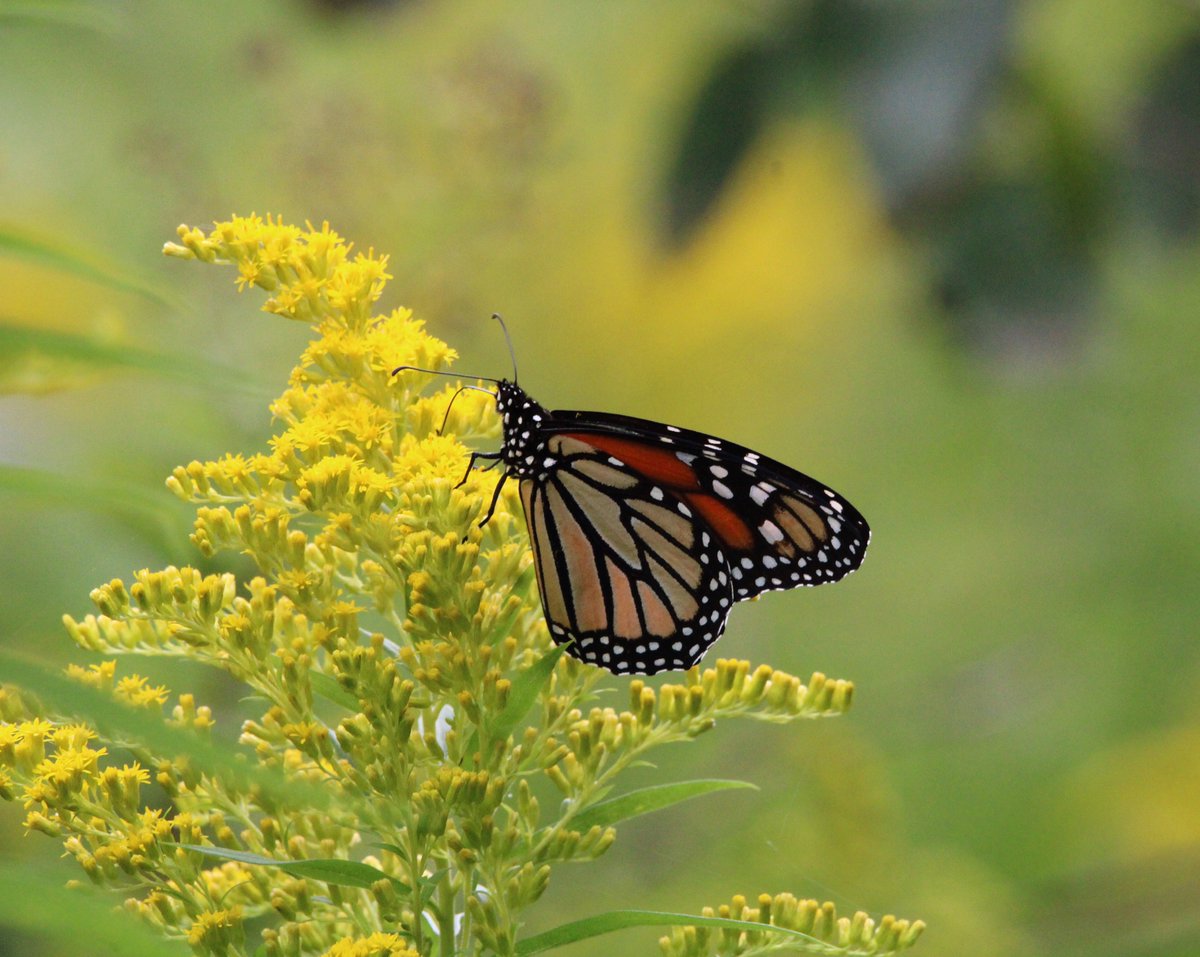 Happy #WildlifeWednesday 🦋 #monarchbutterflies #savethemonarchs #TwitterNatureCommunity #TwitterNaturePhotography #NaturePhotography #wildlifephotography #NatureBeauty #naturelovers #Outdoors #DoorCounty #hikingadventures