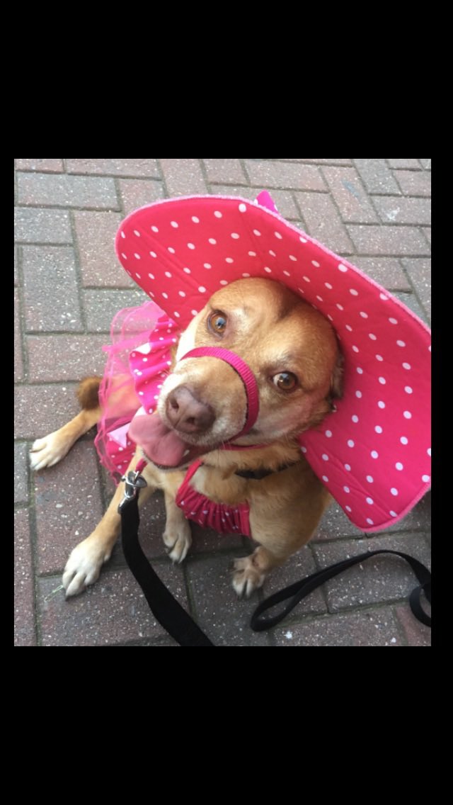 _BritLuvsYa's tweet photo. @dog_rates @Trupanion My Cooper - she turns 10 next month! https://t.co/apxYr667qQ