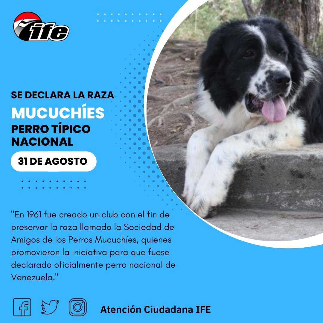 OAC_IFE2020's tweet photo. #Efemerides Los Mucuchíes son una especie en preservación distinguida como la raza de perros en Venezuela.
#NuevaEraBinacional https://t.co/wb4NJEgepm