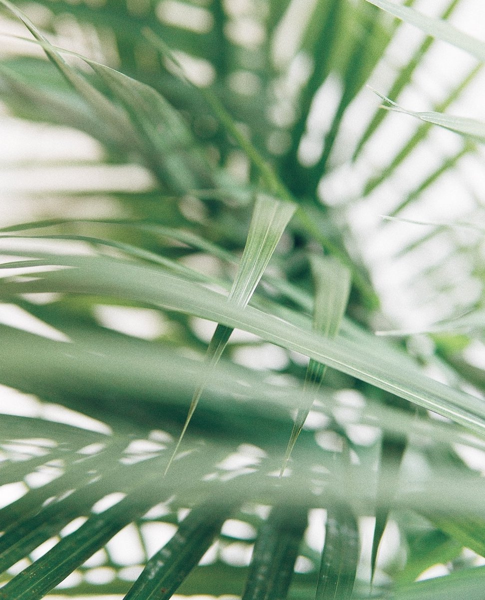 shopISAMEL's tweet photo. NATURAL COLOR INSPO 🌿 🤍 

ISAMEL - Luxury Swimwear

#luxuryswimwear #bikini #bikinis #swimwear #recycledswimwear #recycledfashion #zerowaste #bikiniseason #sustainablefashion #ethicalfashion #swimwearseason #sustainableliving #reducewaste #ecofriendlyswimwear #swimchic #ISAMEL https://t.co/04WI3ipbpx