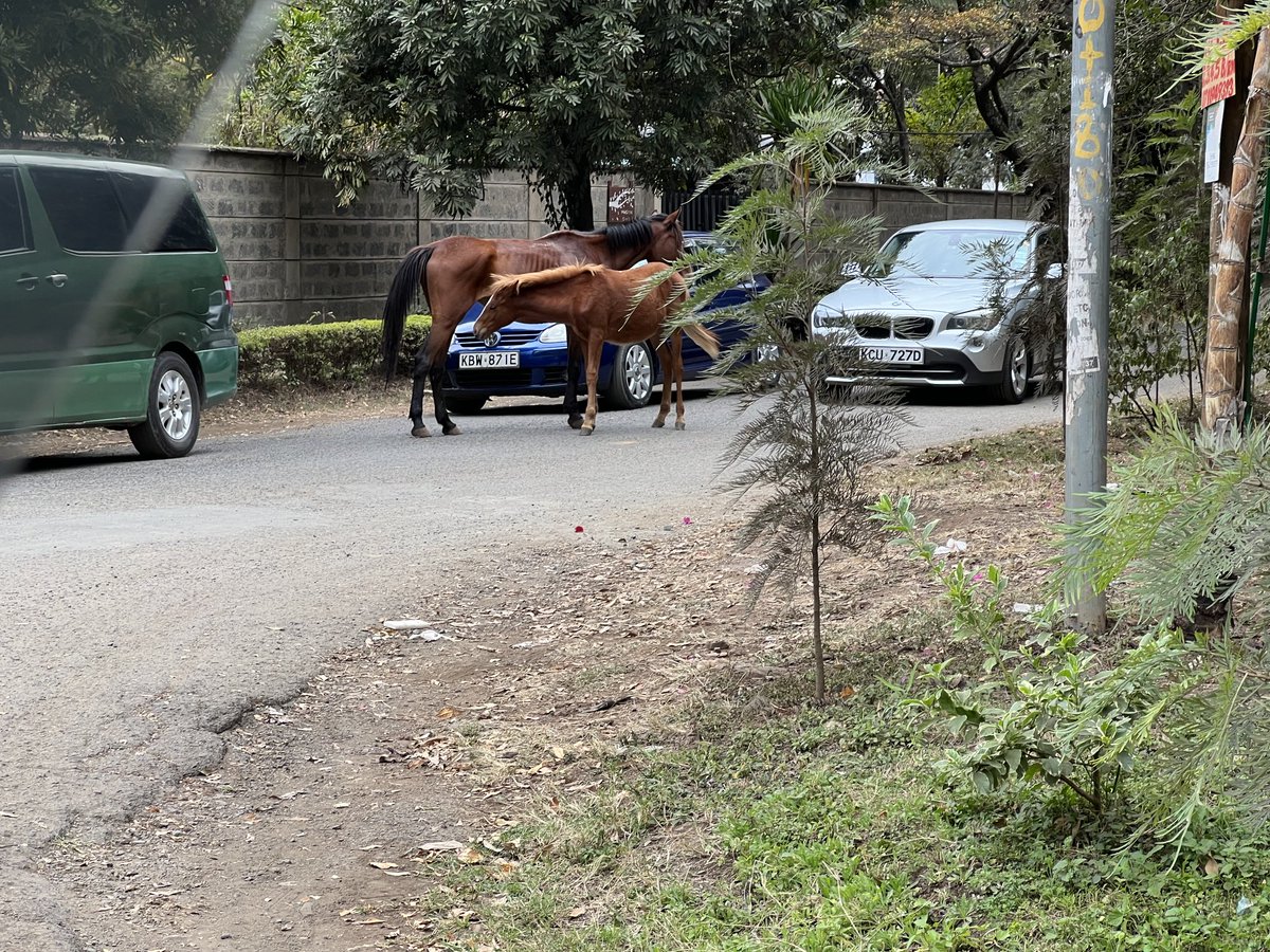 muniu's tweet photo. Kileleshwa is a very strange place. https://t.co/XqLRlSlyh6