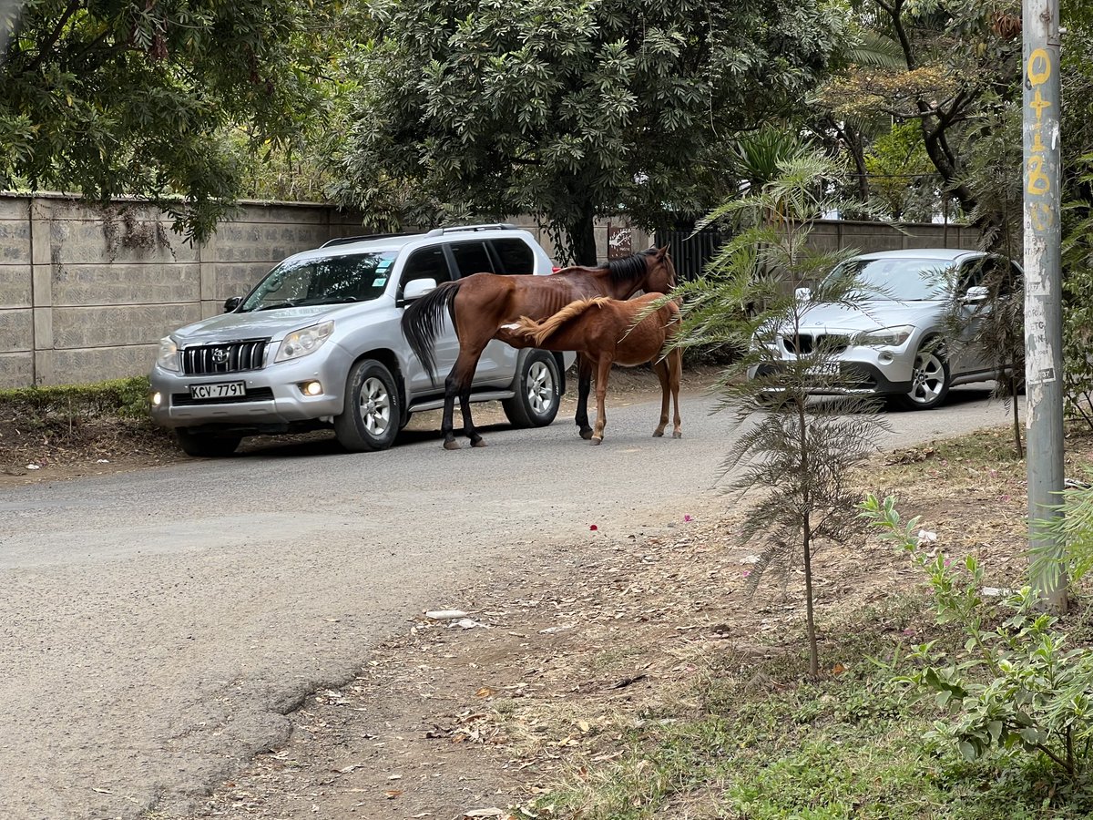 muniu's tweet photo. Kileleshwa is a very strange place. https://t.co/XqLRlSlyh6