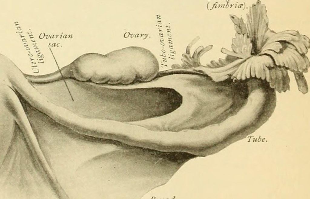 The fimbriae of the uterine tube are this Tweeter's favorite structures to point out to learners in the anatomy lab! The term "fimbria" is a Latin word meaning "a border, fringe".

#etymology #CAT2022