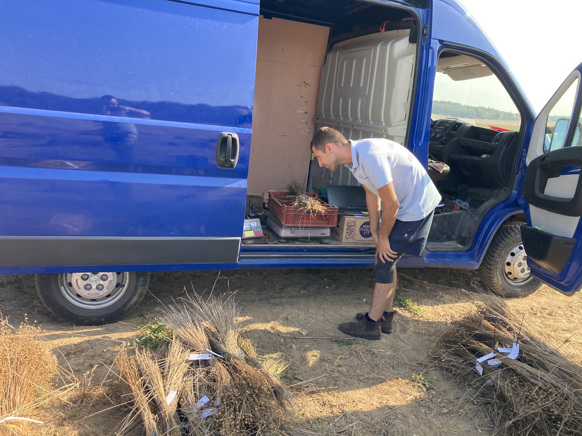 benoit_nmd's tweet image. Récolte des essais #pathoflax étude de moyen de lutte biocontrole et de la sensibilité variétale contre la verticilliose du lin fibre, @InterregFWVL @InagroBeitem @UPJV_Univ @ILVOvlaanderen @arvalispatho @ArvalisHdF @YFlodrops @Bluesy27