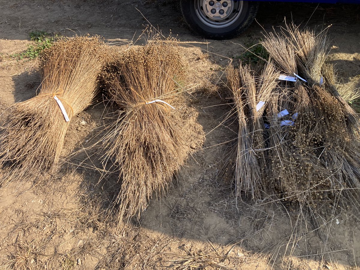 benoit_nmd's tweet image. Récolte des essais #pathoflax étude de moyen de lutte biocontrole et de la sensibilité variétale contre la verticilliose du lin fibre, @InterregFWVL @InagroBeitem @UPJV_Univ @ILVOvlaanderen @arvalispatho @ArvalisHdF @YFlodrops @Bluesy27