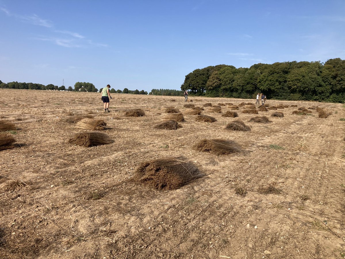 benoit_nmd's tweet image. Récolte des essais #pathoflax étude de moyen de lutte biocontrole et de la sensibilité variétale contre la verticilliose du lin fibre, @InterregFWVL @InagroBeitem @UPJV_Univ @ILVOvlaanderen @arvalispatho @ArvalisHdF @YFlodrops @Bluesy27