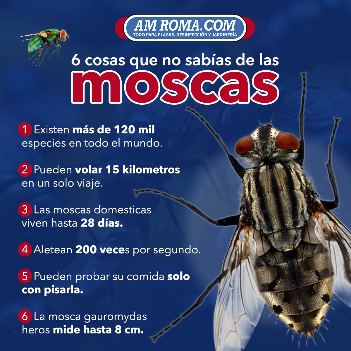 amroma_com's tweet photo. ¿Sabías que las #moscas fueron los primeros #insectos enviados al espacio. Conoce algunos datos que quizás no sabias de las #moscas. 🧐🤔

#controldeplagas #amroma #plaguicidas https://t.co/ydMgJqnOup
