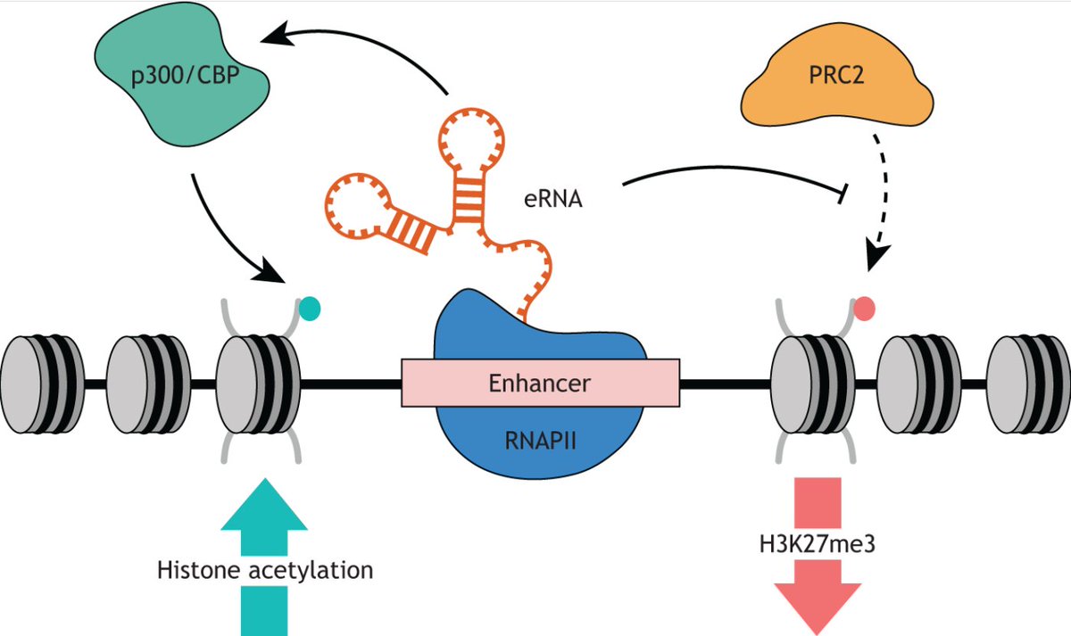 In their #OpenAccess Primer, Laura Harrison <a href="/laurjharrison/">Laura Harrison</a> and Daniel Bose <a href="/danbose/">Dan Bose (@danbose.bsky.social)</a> <a href="/MCB_Sheffield/">Molecular and Cellular Biology</a> <a href="/ScienceShef/">Science at Sheffield</a> evaluate the ideas that underpin developing models for eRNA function, exploring cases in which perturbed eRNA function contributes to disease.
journals.biologists.com/dev/article/14…