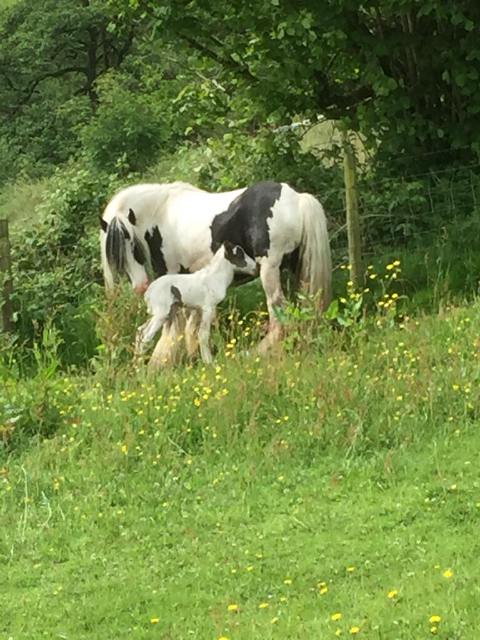 RSPCAcymru's tweet photo. We are appealing for info after a mare and foal were taken from their field in Caerphilly. Piebald mare Tulip and her foal Pippa, who is just 11 weeks old, had been in foster care since they were rescued. Call 0300 1234 999 or @gwentpolice on 101 quoting log reference 2200294810 https://t.co/DPo5hWrZDU