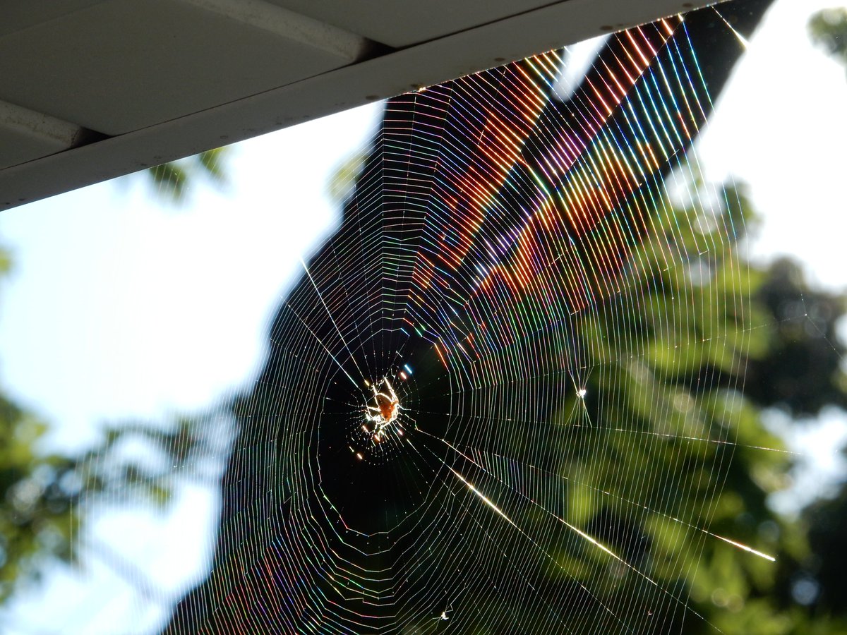 Colorful #spiderweb on our porch this morning