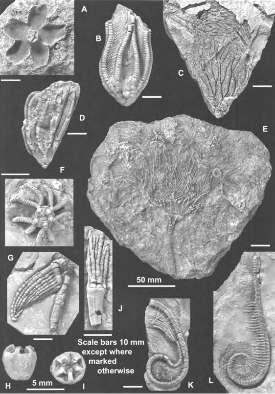 FossilBonanza's tweet photo. #CrinoidWeek Crinoids from the Much Wenlock Limestone near Birmingham UK.
https://t.co/7BTOBSTowM
#Fossils https://t.co/mKyjStSVXt