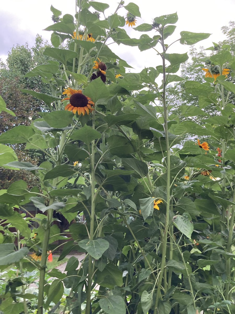 PMorcone tweet media