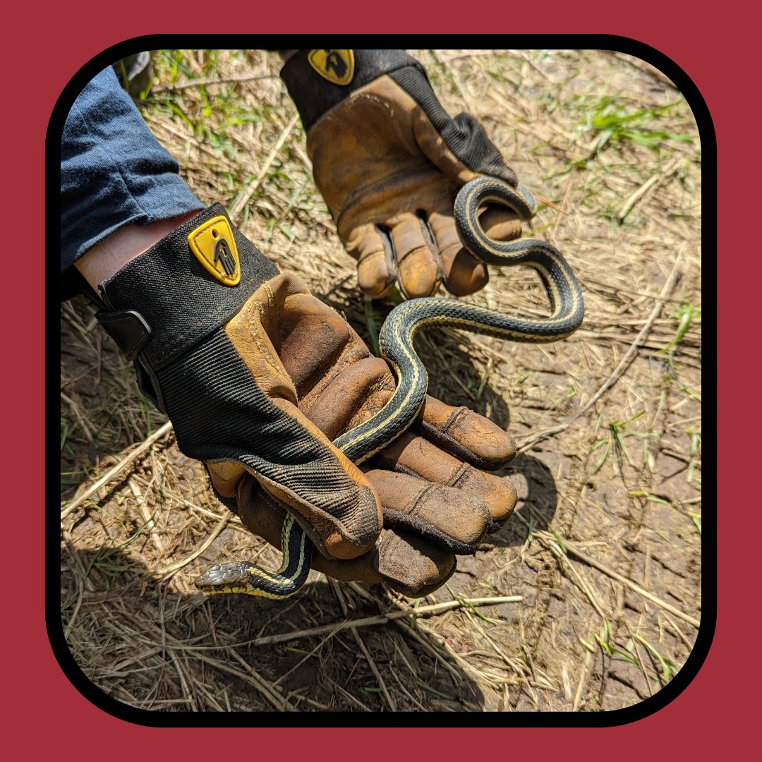 Friends of the Rouge tweet media